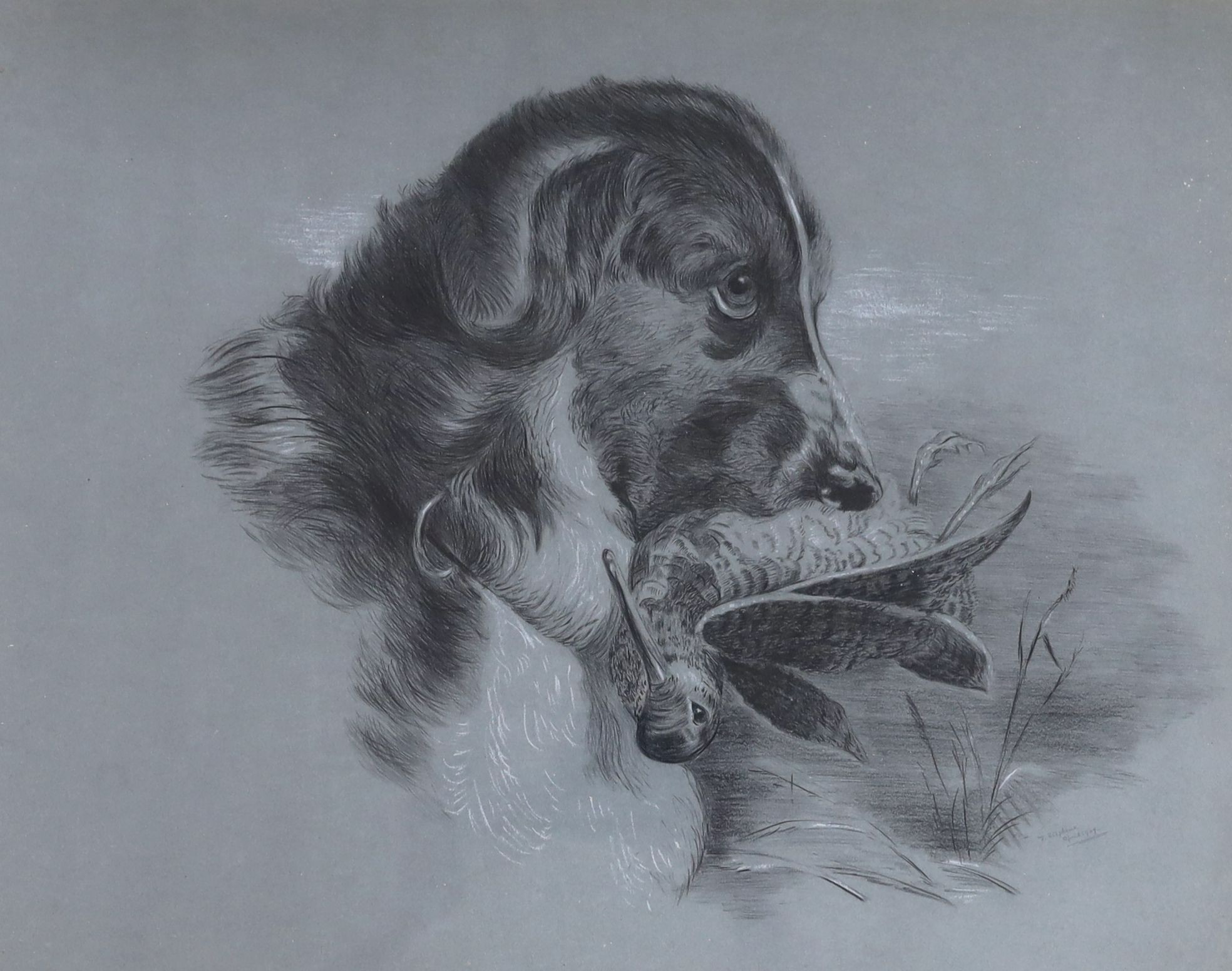 D. Stephens, pencil and chalk, Setter holding a snipe, signed and dated 1909, 38 x 49cm
